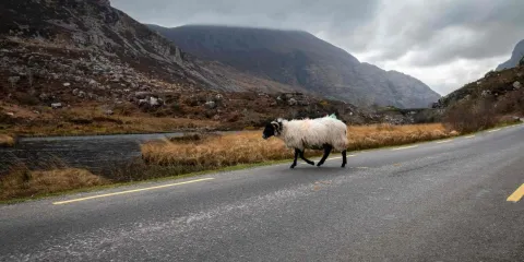 Découvrez les plus beaux road trips en Irlande.