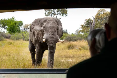 Découvrez tous nos conseils avant de faire un safari au Botswana.