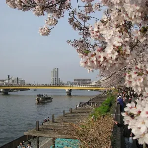 Vue sur le pont Sakura-bashi qui enjambe la rivière Sumida sous les cerisiers en fleurs.