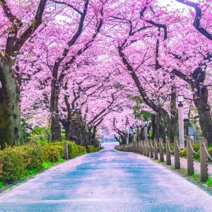 Le parc Ueno à Tokyo.
