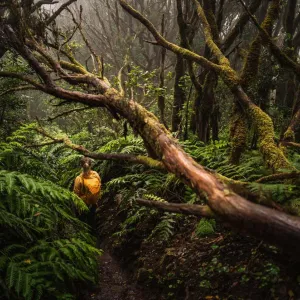 La forêt de lauriers d’Anaga à Tenerife.