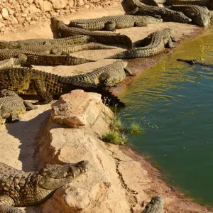 Faites connaissance avec les crocodiles d'Agadir à CrocoParc.