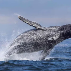 Observer les baleines à Monterey en Californie.
