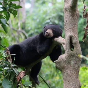 Un ours malais à Bornéo.