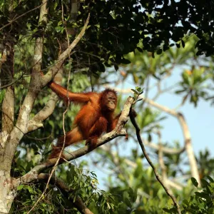 Le parc national de Tanjung Puting à Bornéo est le royaume des orangs-outans.
