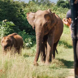 Le parc national d'Udawalawe est le meilleur endroit pour voir des éléphants au Sri Lanka.