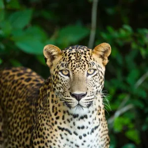 Le parc Yala est l'endroit idéal pour voir des léopards au Sri Lanka.