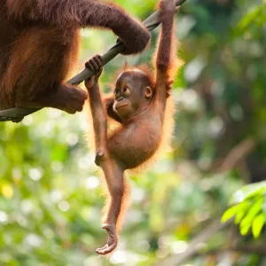 Le centre de réhabilitation des orangs-outans de Sepilok à Bornéo.