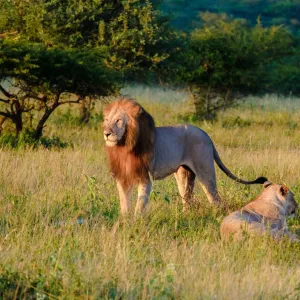 Des lions dans le parc national Kruger en Afrique du Sud.