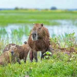Los LLanos en Venezuela 