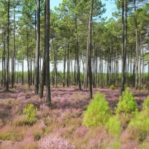 Une forêt de pins dans les Landes, paysage emblématique de la région