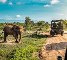 Découvrez tous nos conseils pour préparer votre safari au Sri Lanka.