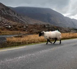 Découvrez les plus beaux road trips en Irlande.