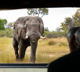 Découvrez tous nos conseils avant de faire un safari au Botswana.