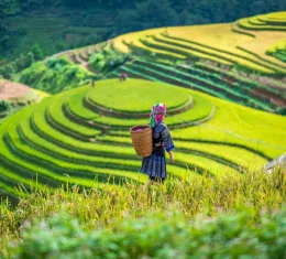 Découvrez notre guide pour préparer votre découverte de Sapa, Vietnam.