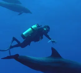 Un plongeur entouré de dauphins en Polynésie.