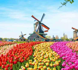 Champs de tulipes multicolores près d’Amsterdam au printemps