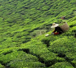 Tour du monde du thé : tea time, rituels et plantations à travers le monde