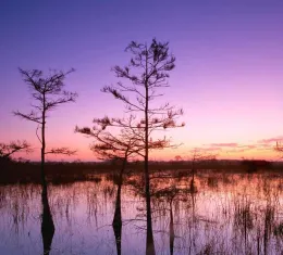 Paysage des Everglades en Floride à l’aube, avec cyprès et eaux marécageuses reflétant un écosystème fragile