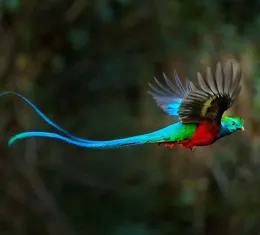 Quetzal resplendissant, l’un des plus beaux oiseaux du monde, en vol au Costa Rica