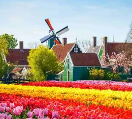 Champs de tulipes à Zaanse Schans aux Pays-Bas près d’Amsterdam au printemps
