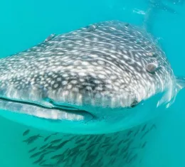 Rencontre rapprochée avec un requin-baleine lors d’une plongée à Cuba