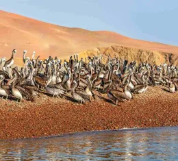 Pélicans sur les îles Ballestas dans la réserve nationale de Paracas au Pérou