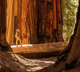 Randonneur dans le parc national de Sequoia en Californie parmi les séquoias géants