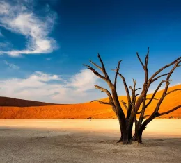Arbre pétrifié au milieu des dunes rouges de Sossusvlei dans le parc national du Namib-Naukluft en Namibie