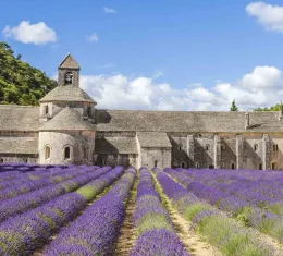 Abbaye de Sénanque entourée de champs de lavande, l’une des plus belles abbayes de France à visiter