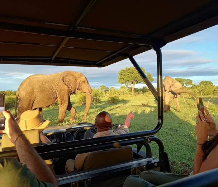 Découvrez tous nos conseils pour organiser votre safari en Afrique du Sud.