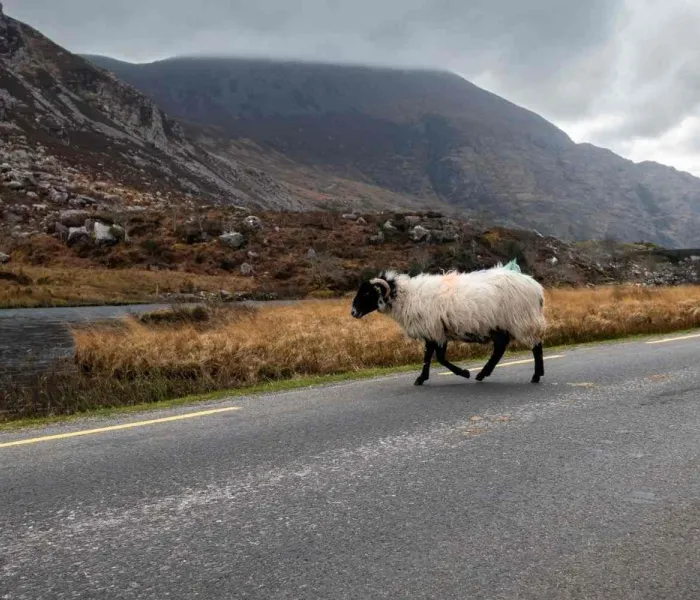 Découvrez les plus beaux road trips en Irlande.