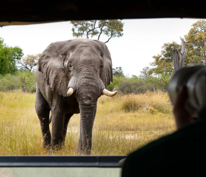 Découvrez tous nos conseils avant de faire un safari au Botswana.