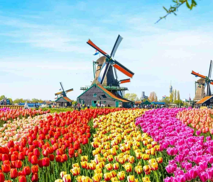 Champs de tulipes multicolores près d’Amsterdam au printemps