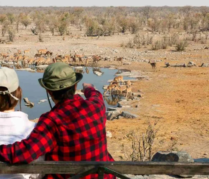 Voyageurs observant des éléphants autour d’un point d’eau lors d’un safari dans le parc national d’Etosha en Namibie