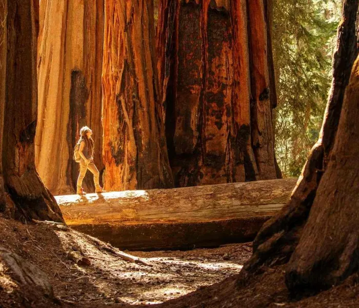 Randonneur dans le parc national de Sequoia en Californie parmi les séquoias géants