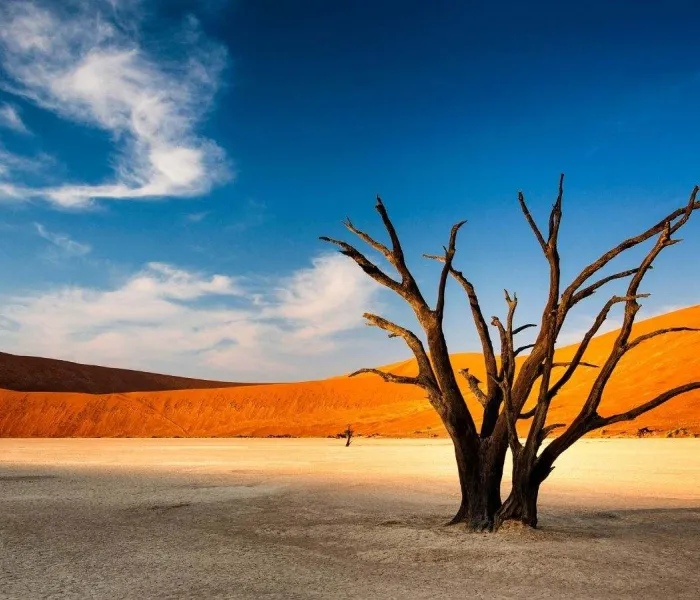 Arbre pétrifié au milieu des dunes rouges de Sossusvlei dans le parc national du Namib-Naukluft en Namibie