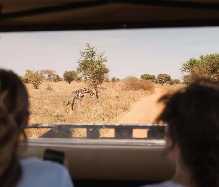 Safari en Tanzanie : voyageurs observant une girafe depuis un 4x4 dans la savane