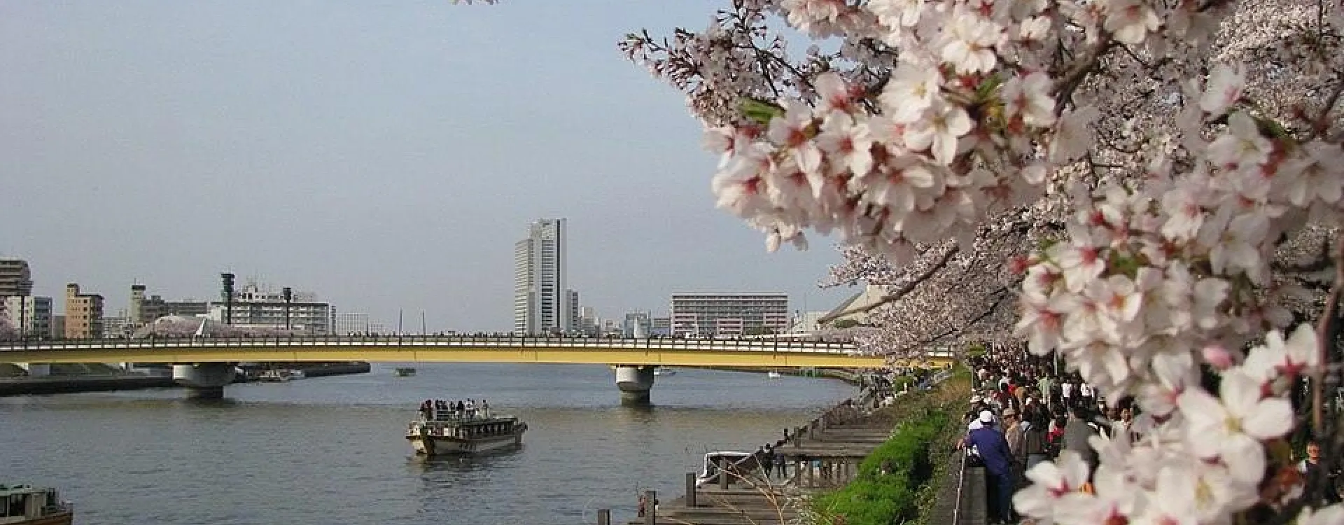 Vue sur le pont Sakura-bashi qui enjambe la rivière Sumida sous les cerisiers en fleurs.