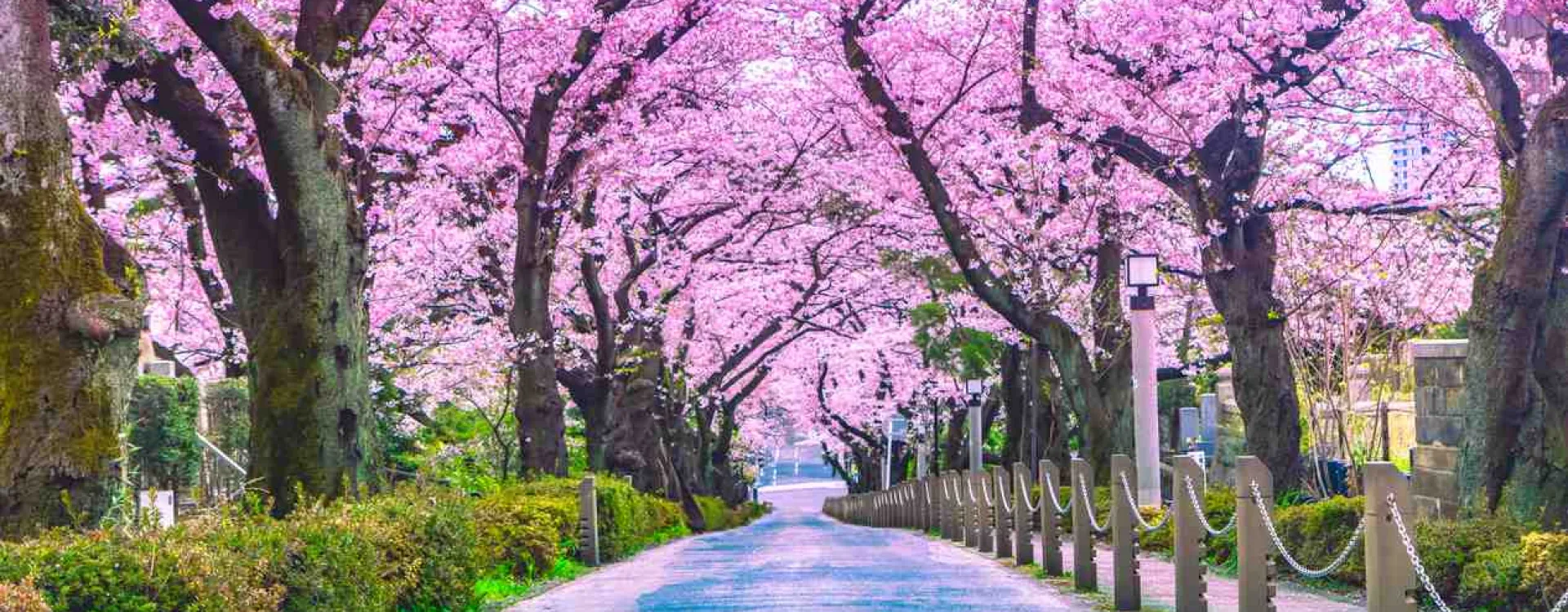 Le parc Ueno à Tokyo.