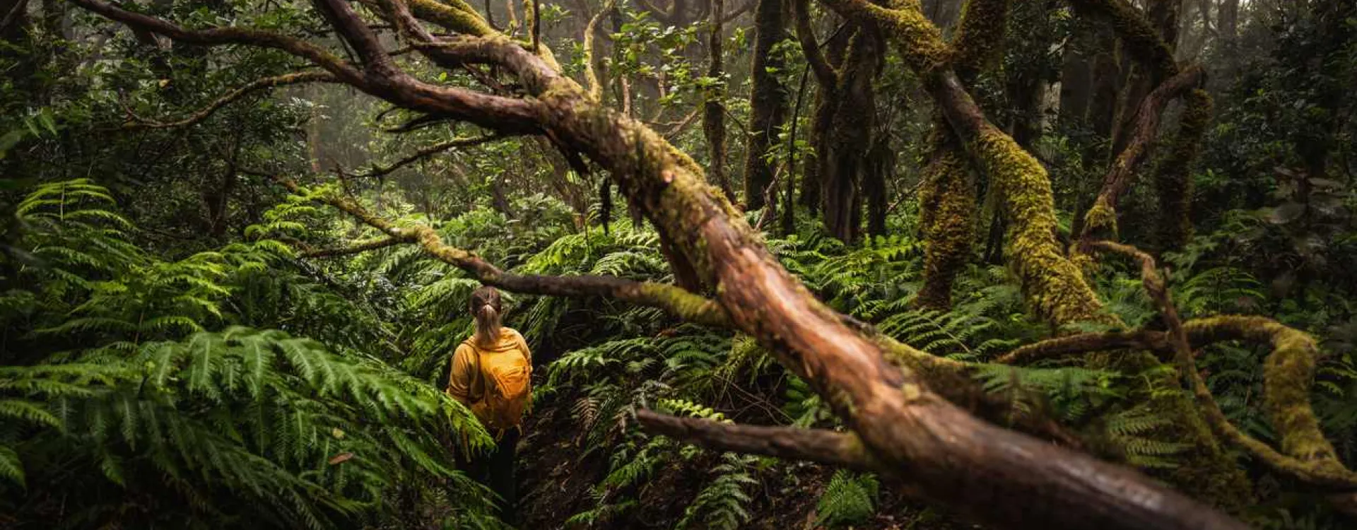 La forêt de lauriers d’Anaga à Tenerife.
