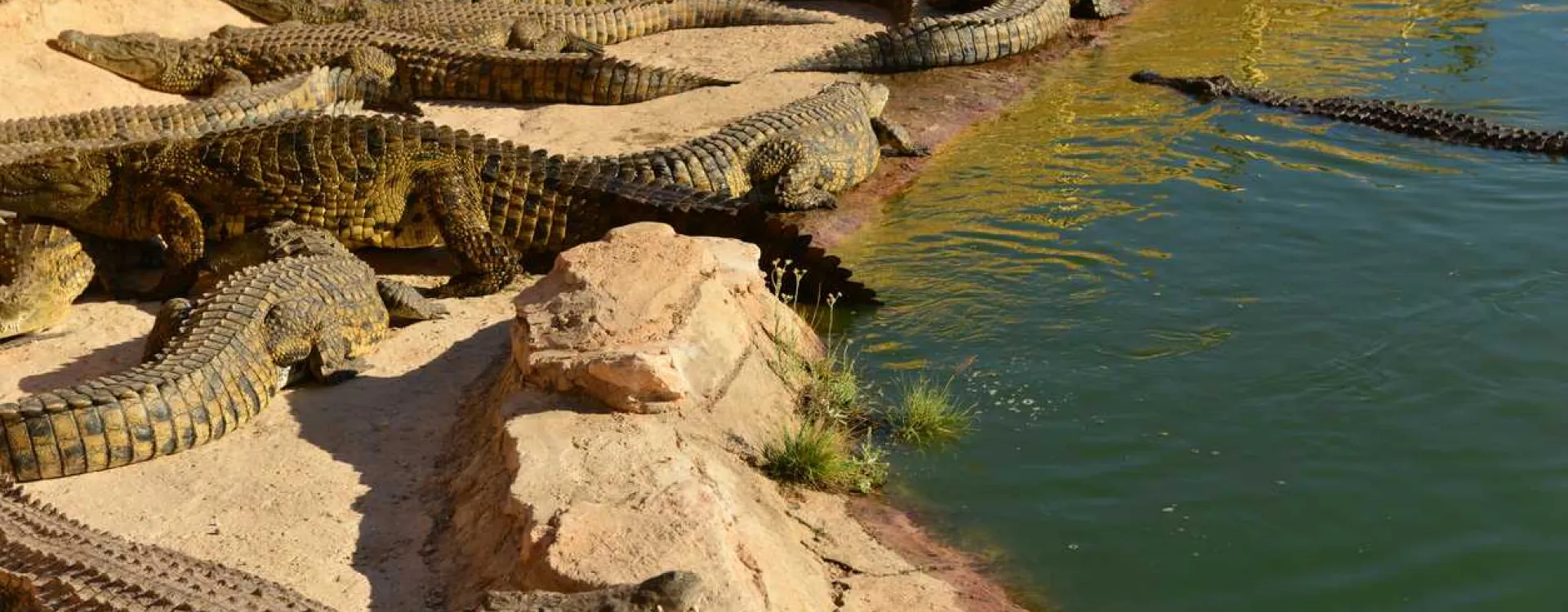 Faites connaissance avec les crocodiles d'Agadir à CrocoParc.