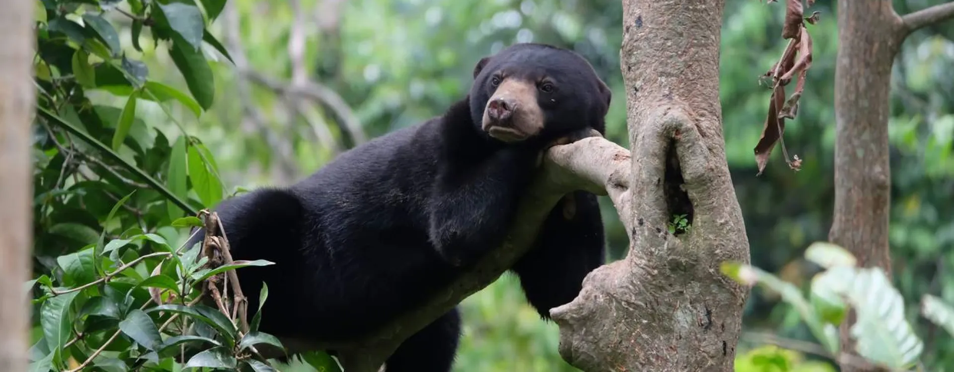 Un ours malais à Bornéo.