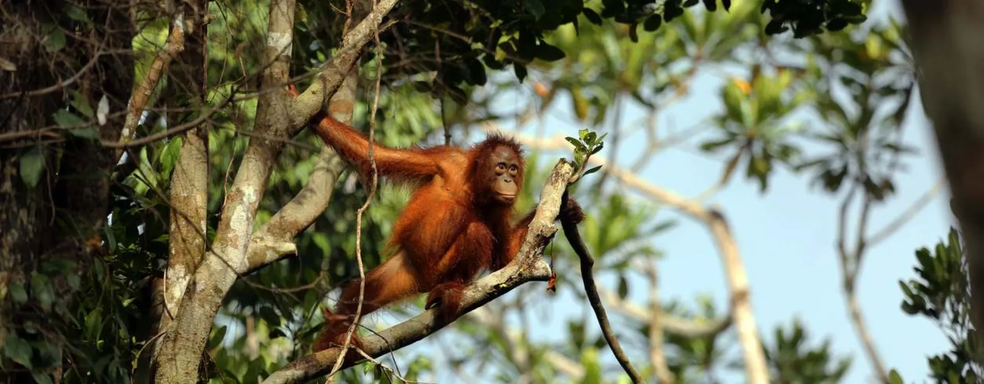 Le parc national de Tanjung Puting à Bornéo est le royaume des orangs-outans.