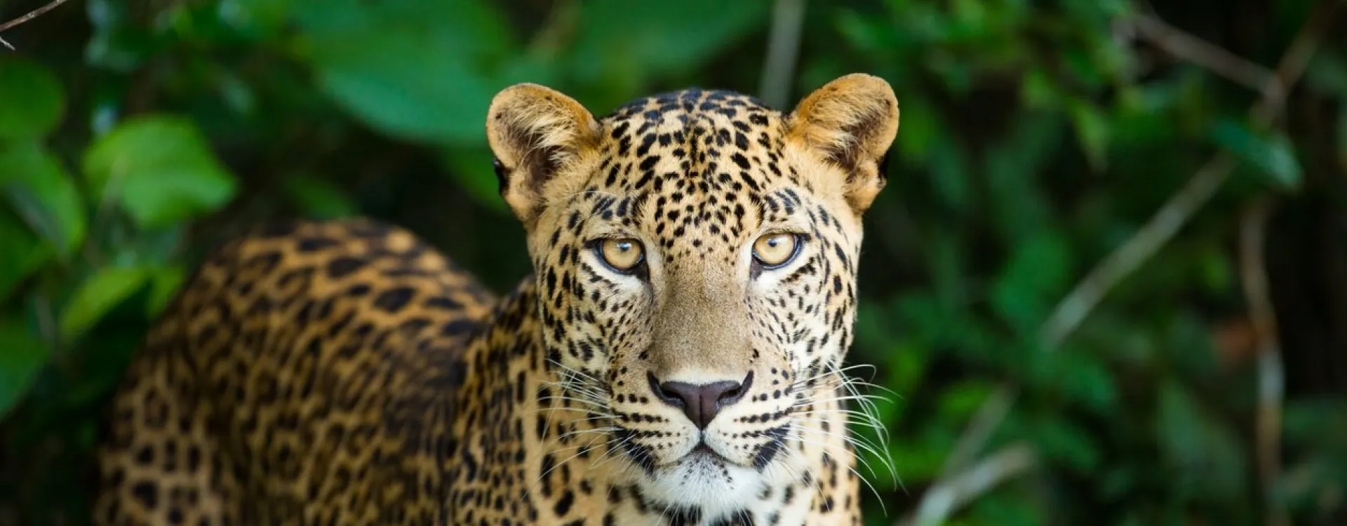 Le parc Yala est l'endroit idéal pour voir des léopards au Sri Lanka.