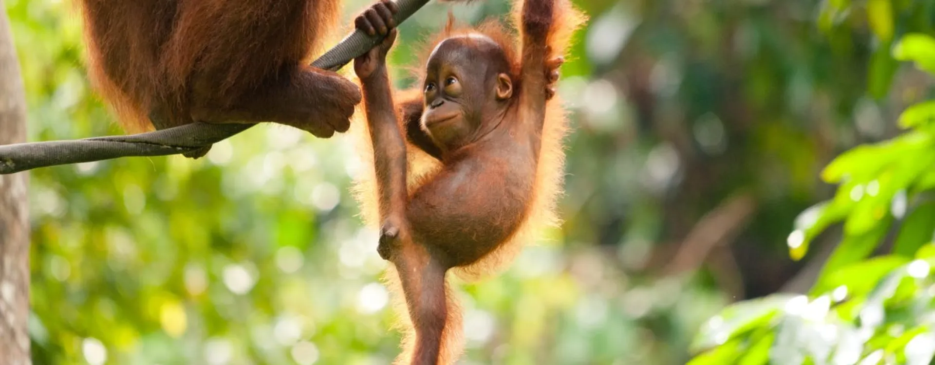 Le centre de réhabilitation des orangs-outans de Sepilok à Bornéo.