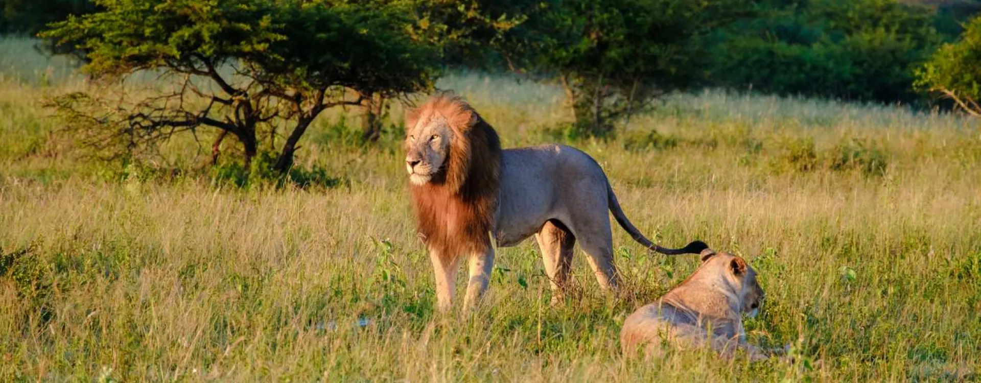 Des lions dans le parc national Kruger en Afrique du Sud.
