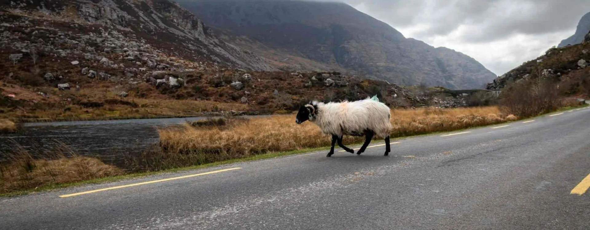 Découvrez les plus beaux road trips en Irlande.
