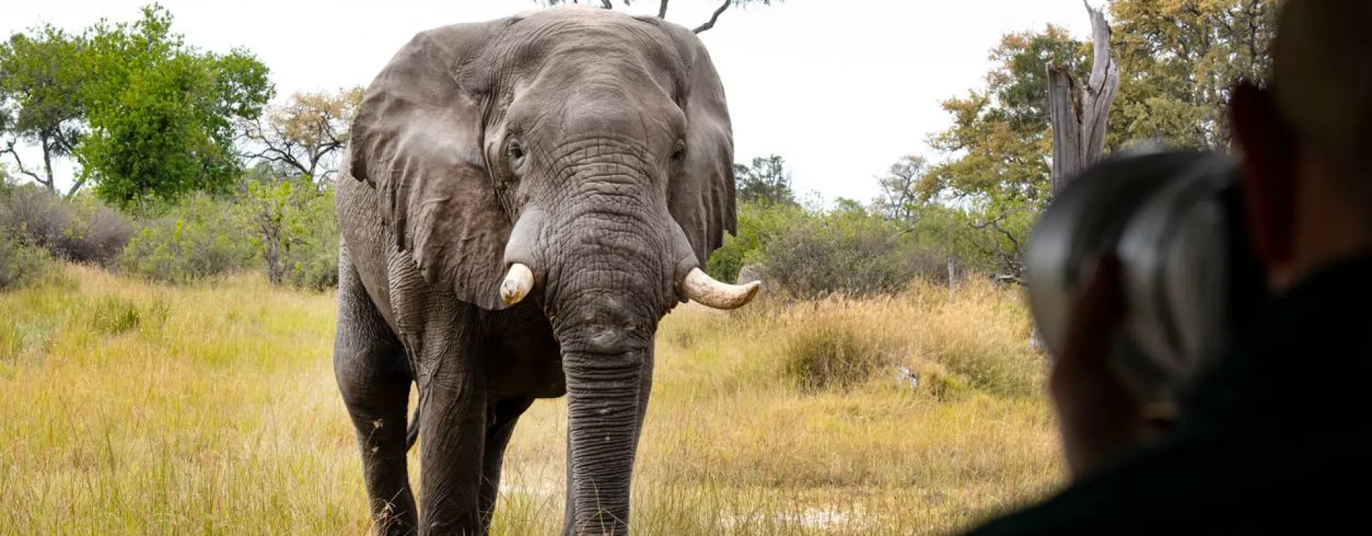 Découvrez tous nos conseils avant de faire un safari au Botswana.