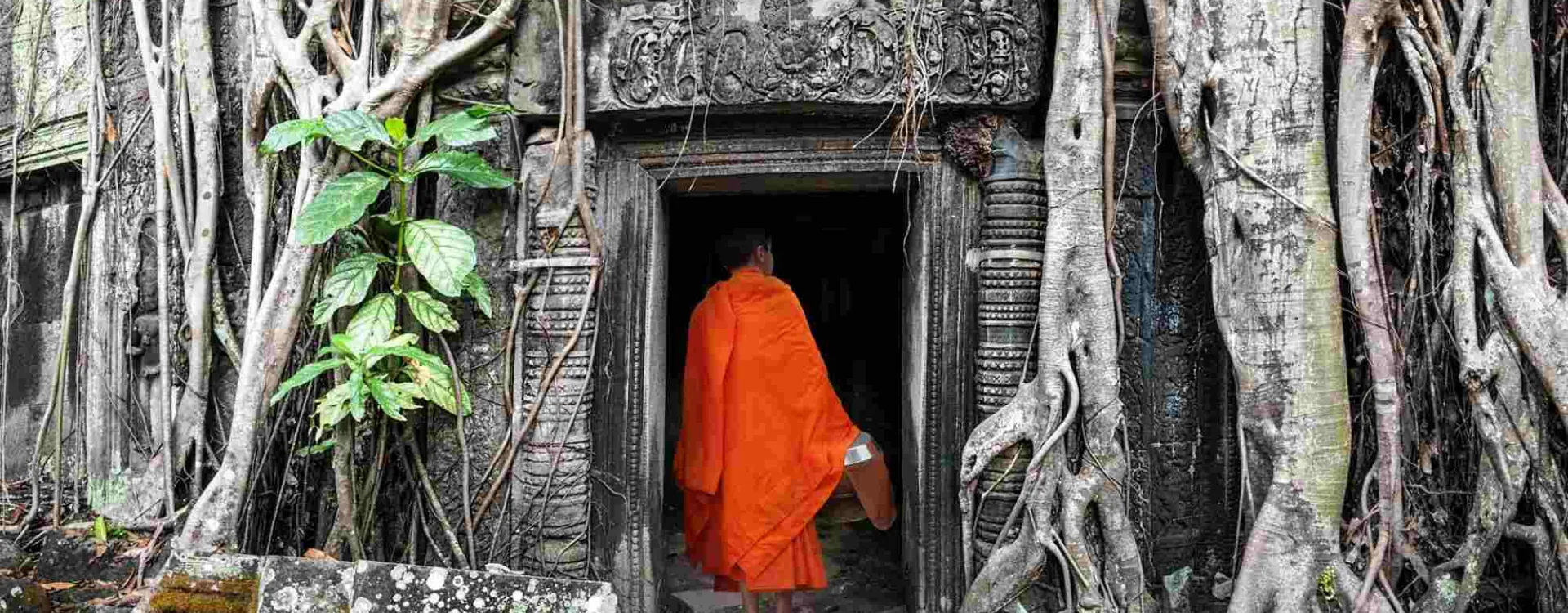 Ta Prohm est le temple dans la jungle à Angkor.